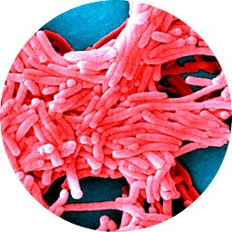 Bakterie Legionella