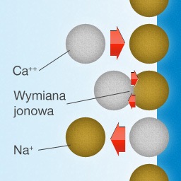 Na powierzchni złoża zachodzi reakcja wymiany: jony wapnia wypierają jony sodu.