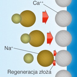 Na powierzchni złoża zachodzi reakcja wymiany: jony sodu (Na+) wypierają jony wapnia (Ca++).